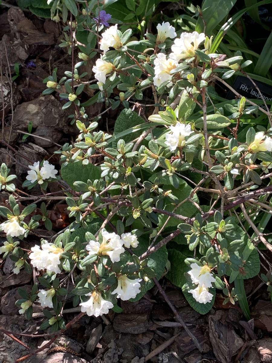 R. laudandum var. temoense